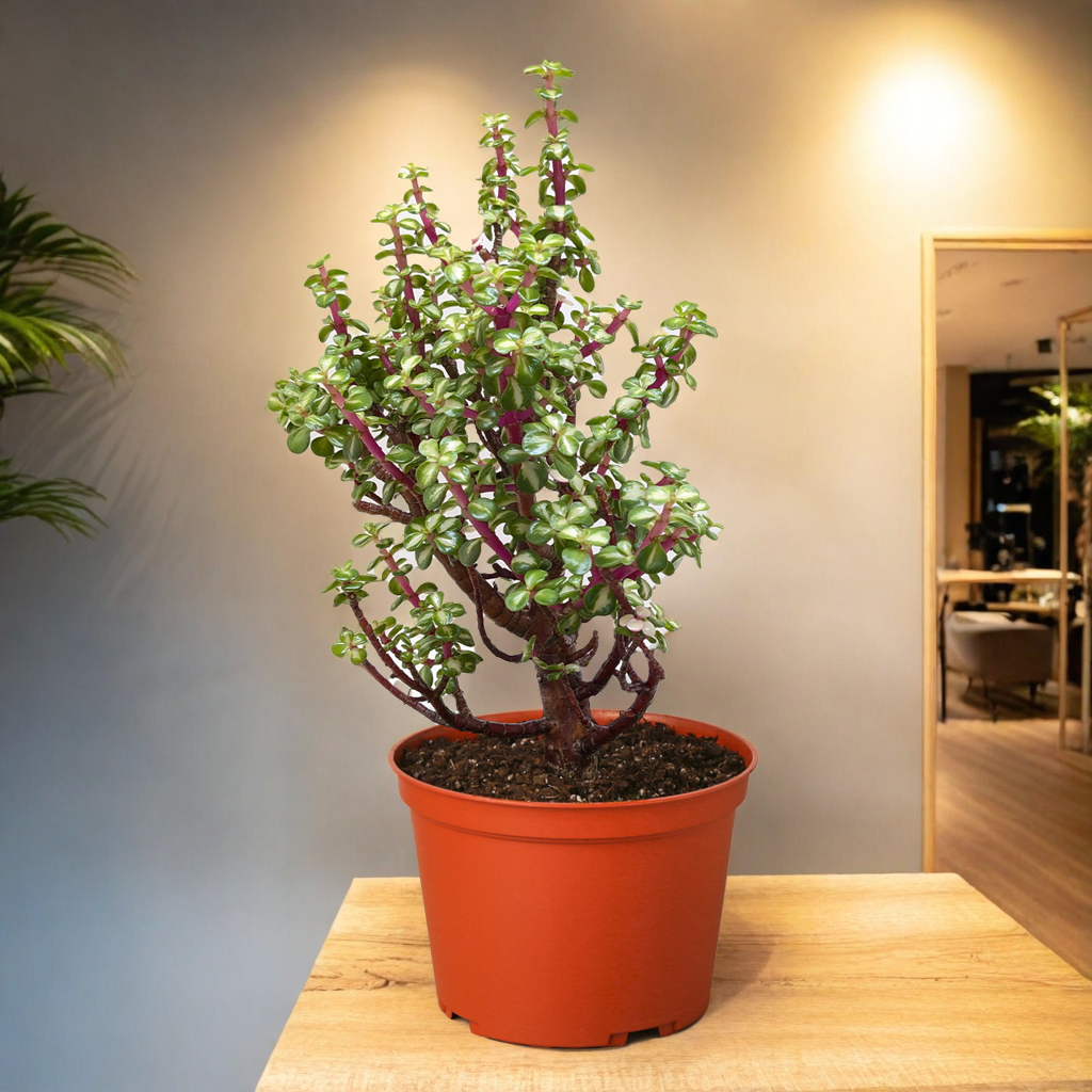 Bonsai Jade Dwarf Rainbow