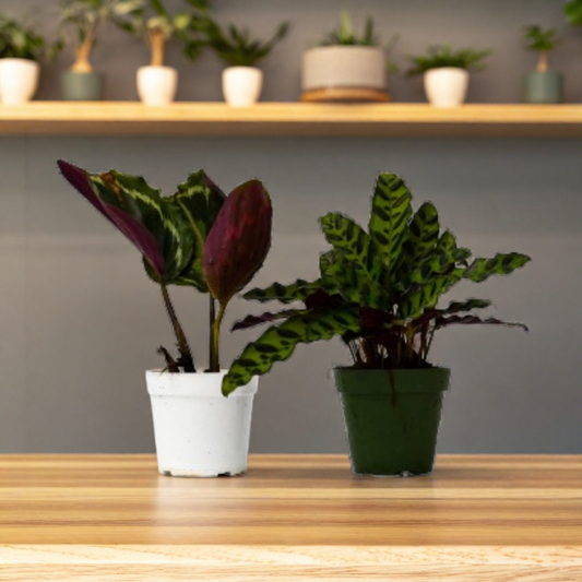 2 Calathea Plants Variety Pack in 4" Pots