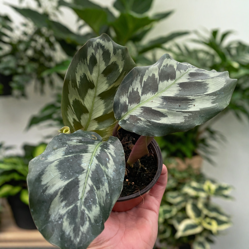 Calathea 'Kennedy'