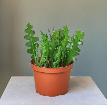 Epiphyllum 'Ric Rac' Cactus