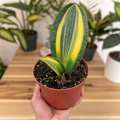 Variegated Shark Fin Snake Plant