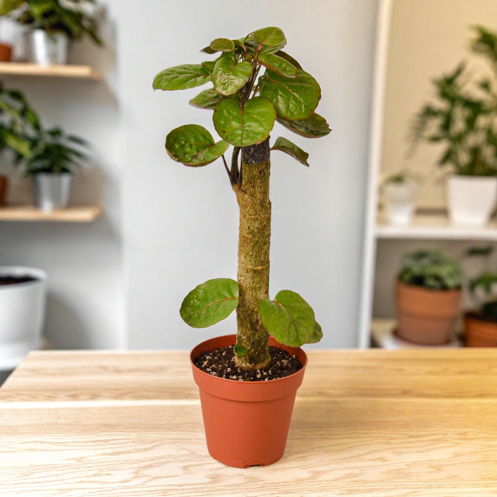 Aralia Fabian Stump 'Polyscias Scutellaria'