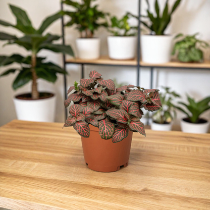 Fittonia 'Red'