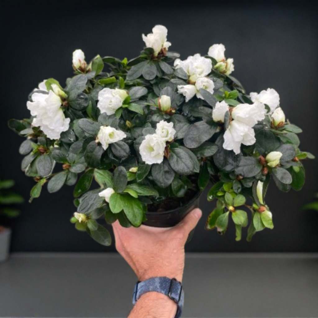 Azalea (Rhododendron)