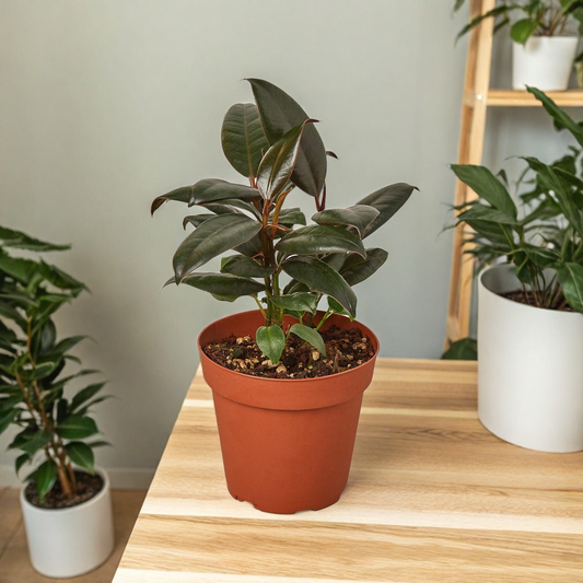 Ficus Elastica 'Burgundy'