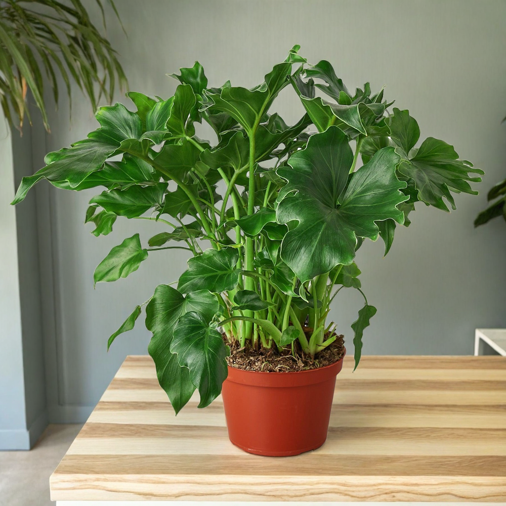 Philodendron ‘Little Hope'