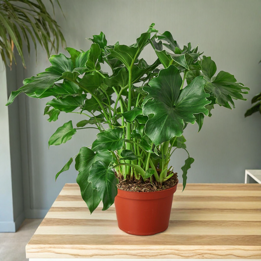 Philodendron ‘Little Hope'