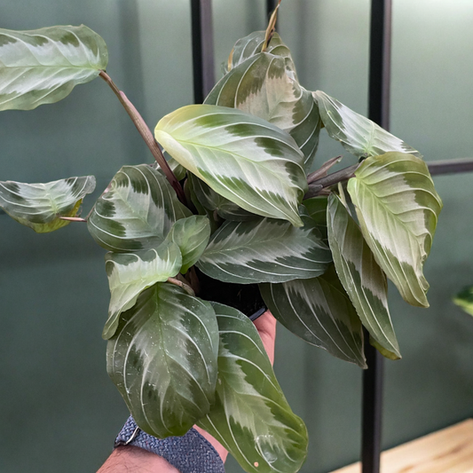 Maranta 'Silver Band'