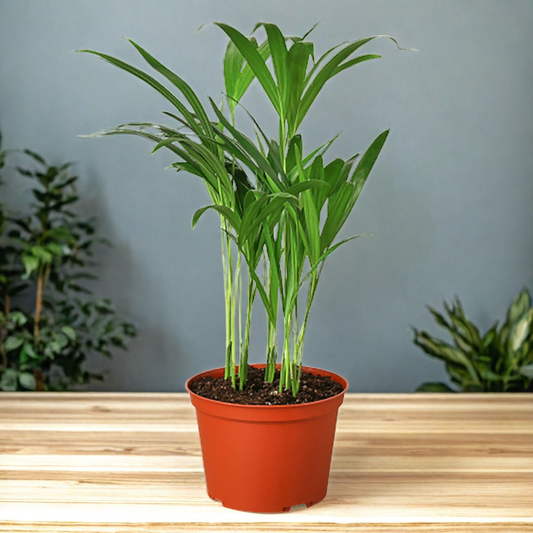 Areca Palm