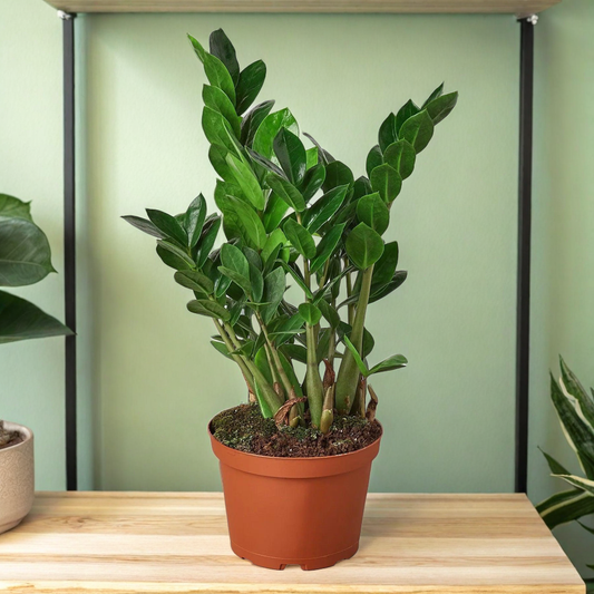 Zamioculcas Zamiifolia ZZ