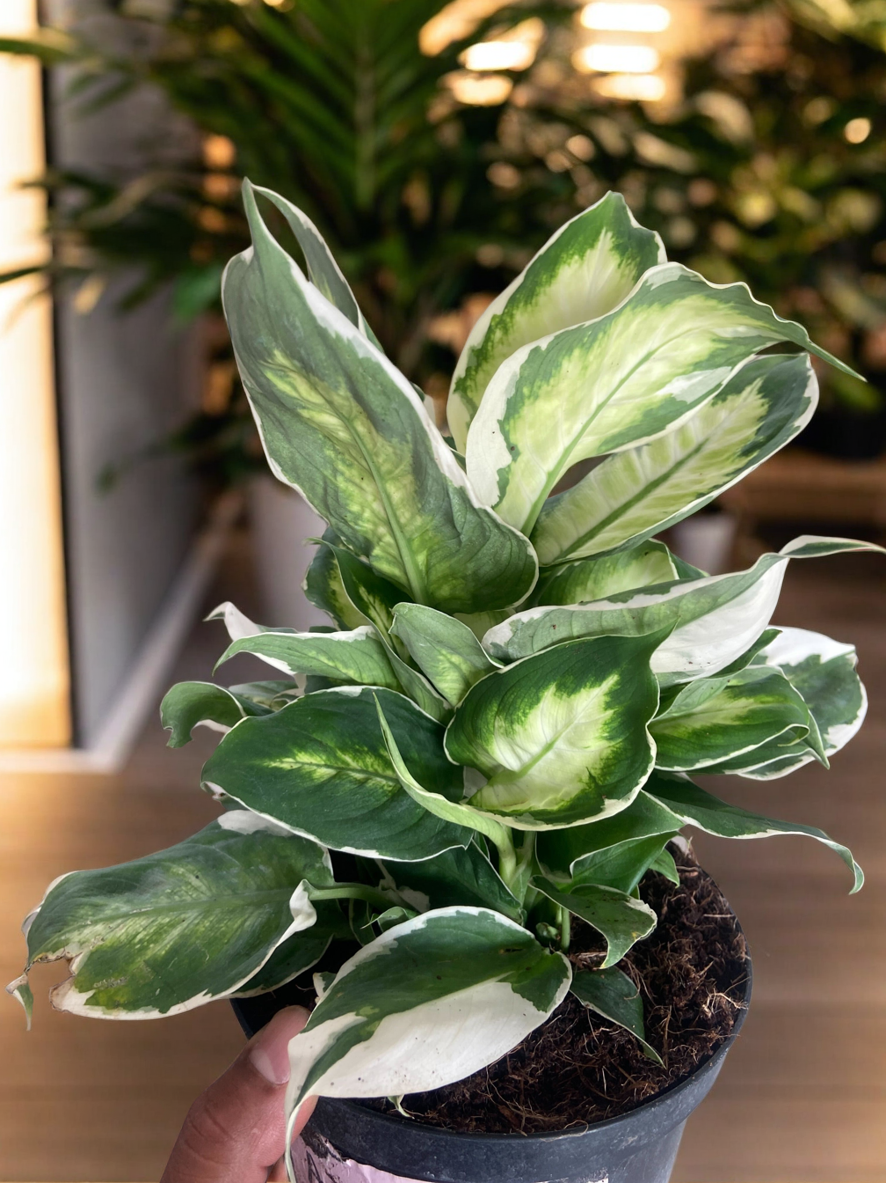 Dieffenbachia 'Cool Beauty'