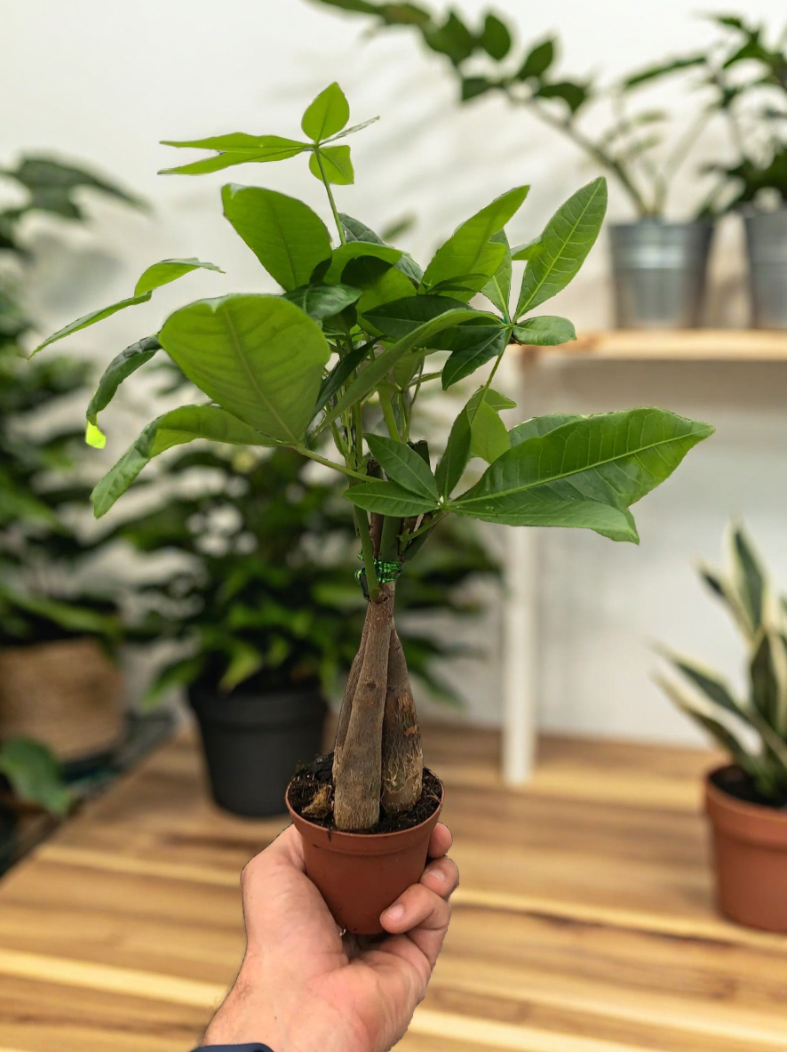Money Tree 'Guiana Chestnut' Pachira Braid