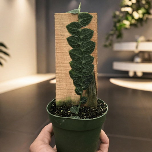 Rhaphidophora 'Cryptantha' (Shingle Plant)