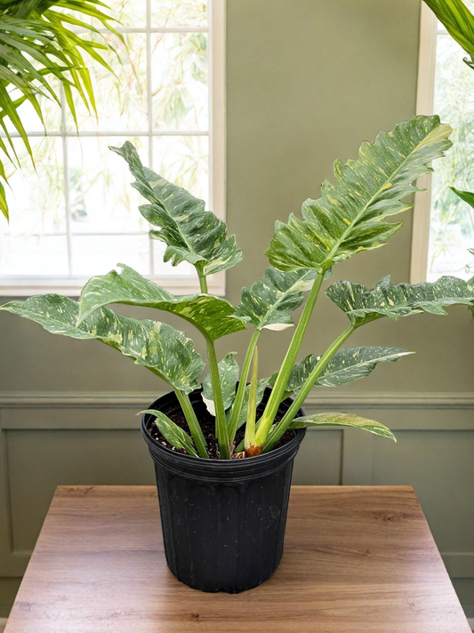 Philodendron Ring of Fire Variegated