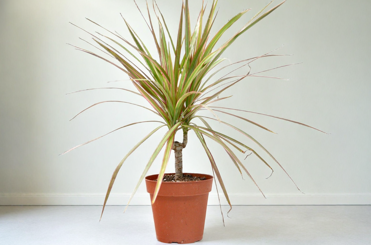 Dracaena 'Red Margined' - 4" Pot