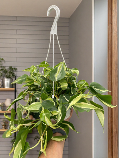 Philodendron 'Silver Stripe'