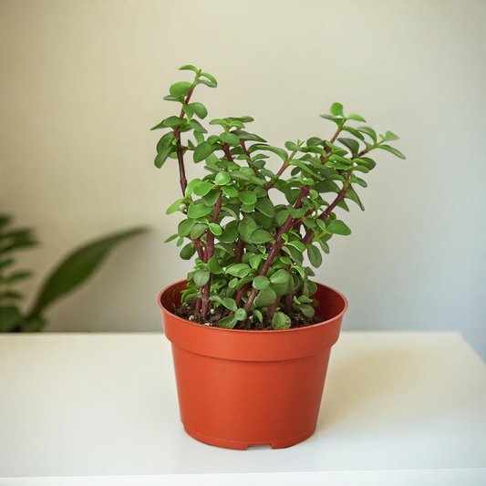 Succulent 'Elephant Bush'