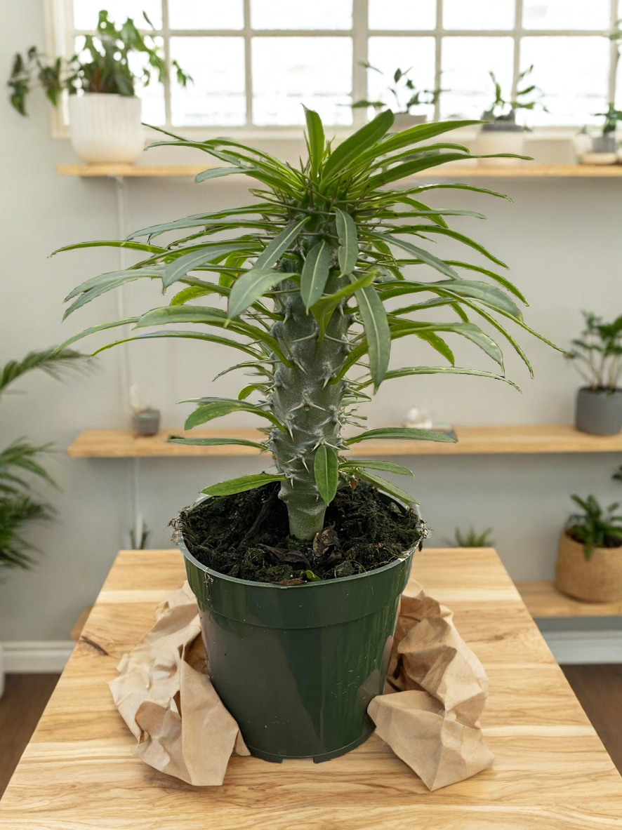 Pachypodium 'lamerei' (Madagascar Palm)