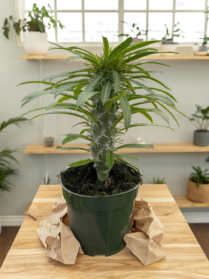 Pachypodium 'lamerei' (Madagascar Palm)