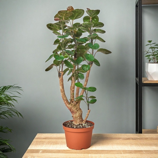 Aralia Fabian Stump 'Polyscias Scutellaria'