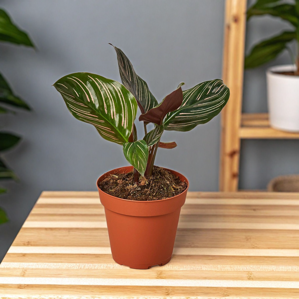 Calathea 'Ornata'