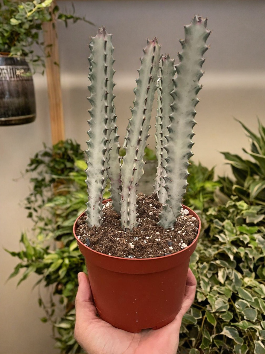 Succulent Euphorbia 'Dragon Bone'