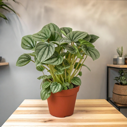 Peperomia 'Frost'