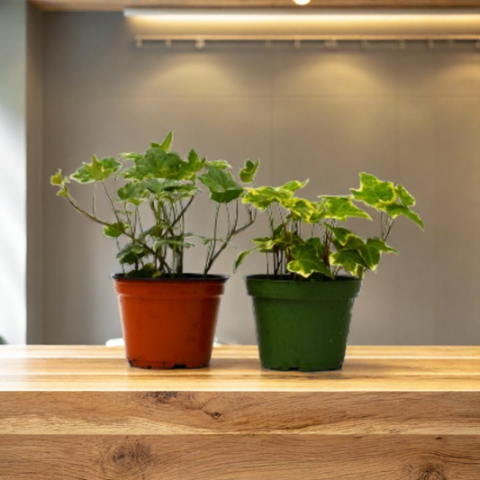 2 English Ivy Variety Pack - 4" Pot