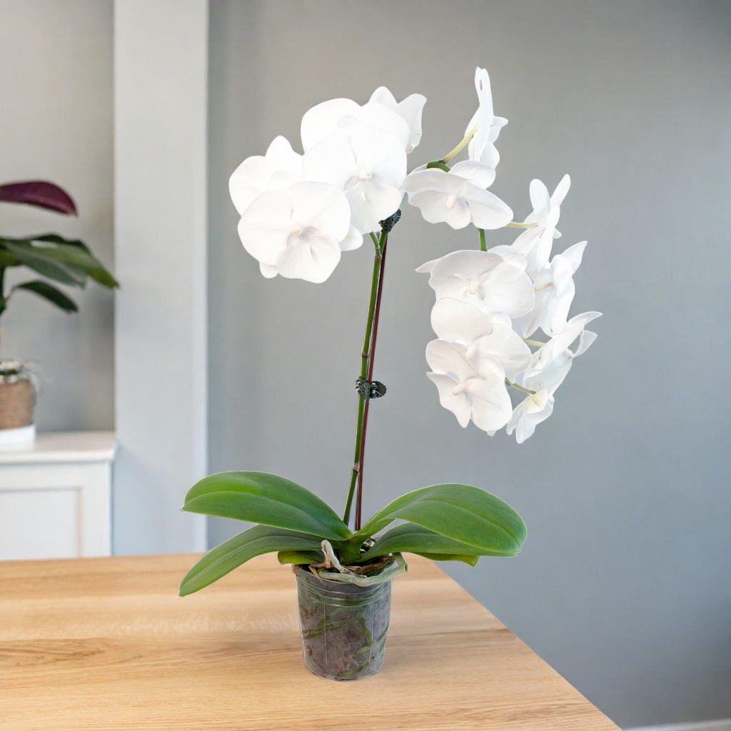 Orchid 'White Phalaenopsis'