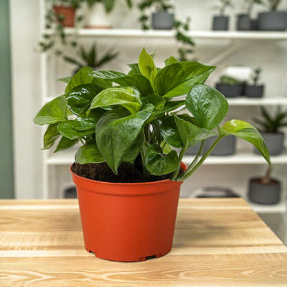 Pothos 'Lemon Top'
