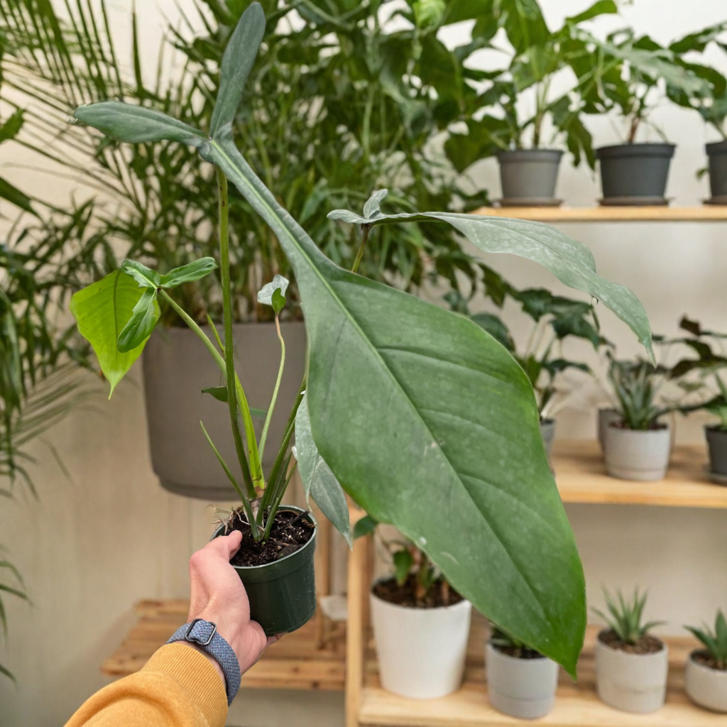 Philodendron 'Joepii'