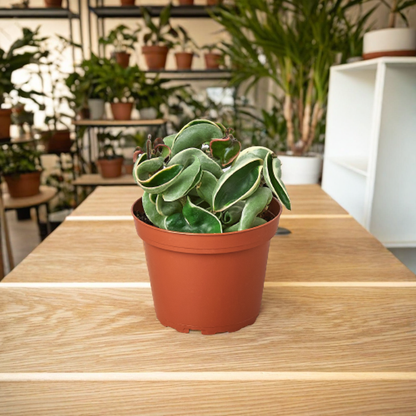 Hoya 'Rope Plant' Variegated