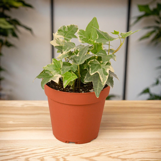 English Ivy 'Glacier'