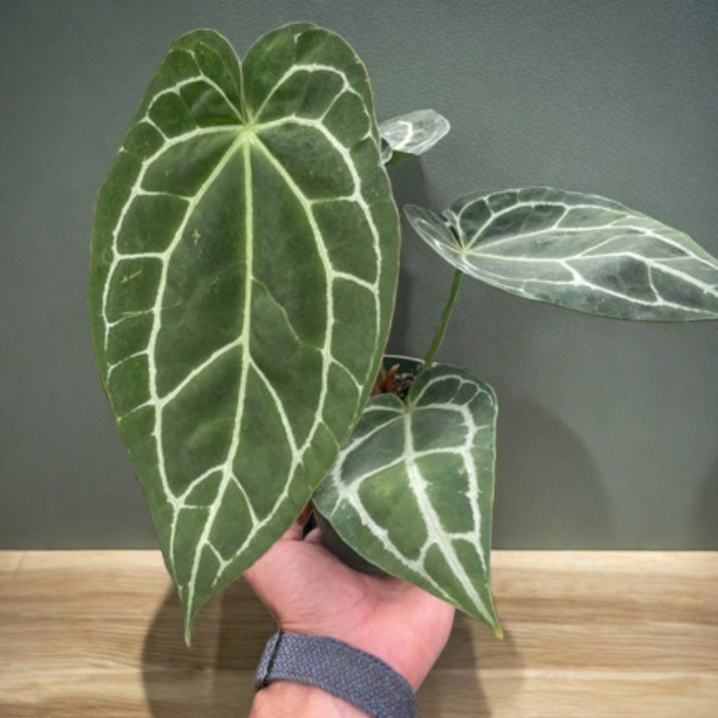 Anthurium Crystallinum