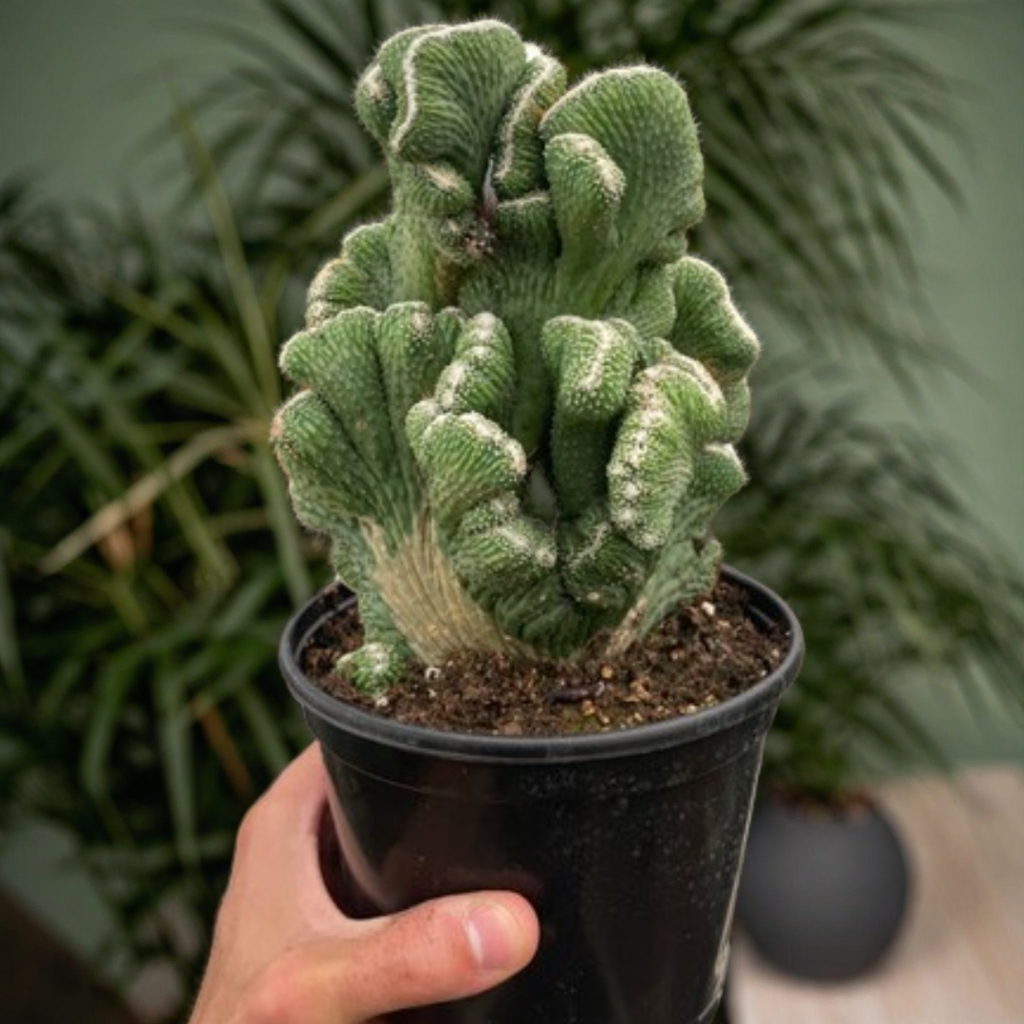 Succulent Cereus Coral Green