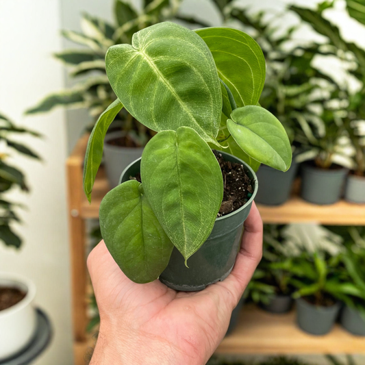 Syngonium 'Ice Frost'