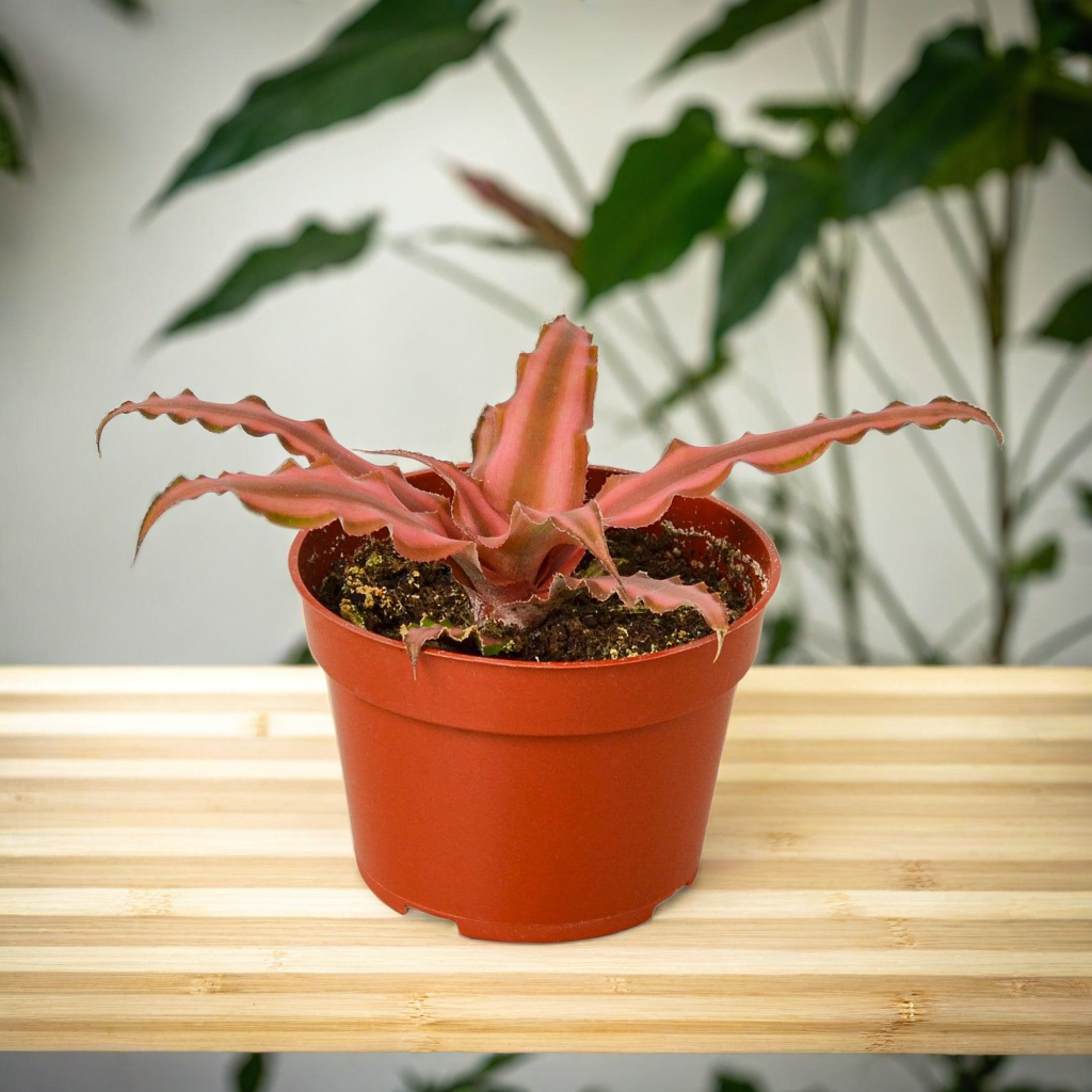 Cryptanthus 'Pink Star' - 4" Pot