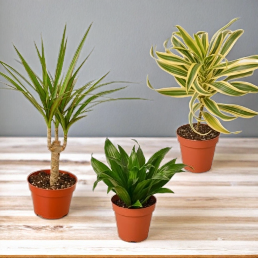3 Different Dracaenas Variety Pack - 4" Pot