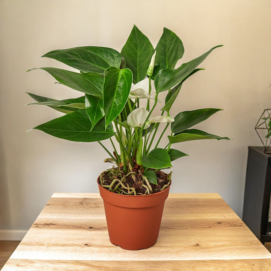 Anthurium 'White'