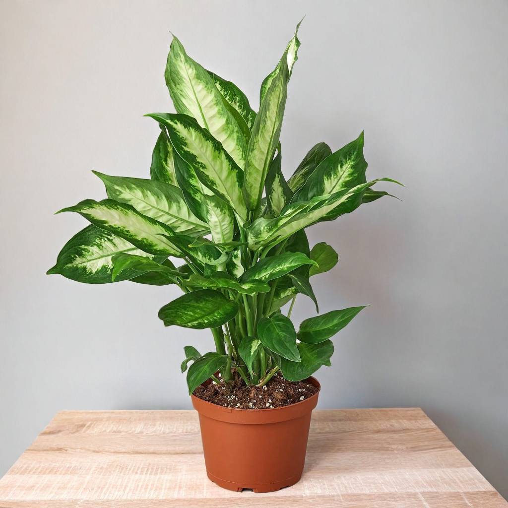 Dieffenbachia Camille