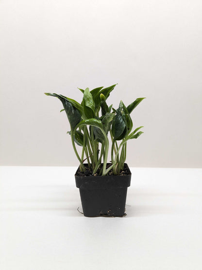 Pothos 'Shangri La'