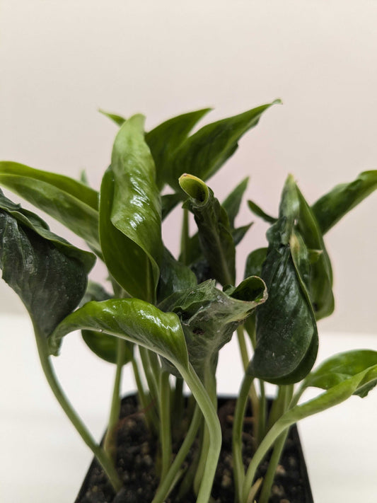 Pothos 'Shangri La'