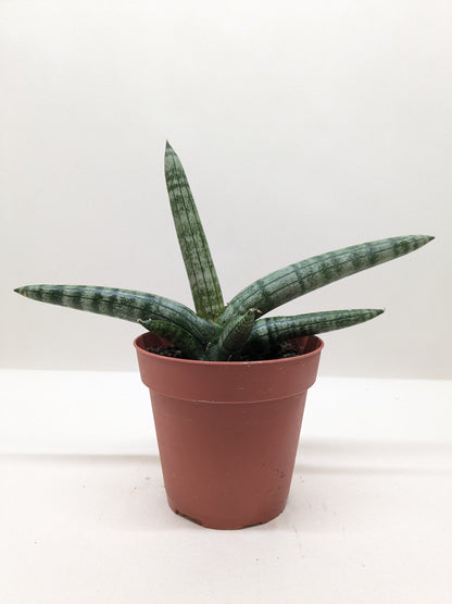 Succulent Stapelia African Starfish