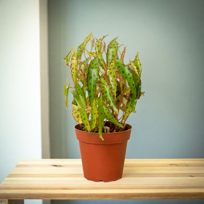 Begonia 'Pink Spotted'