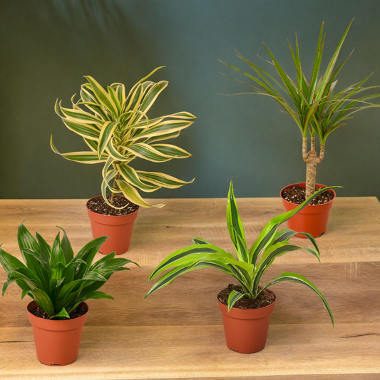 4 Different Dracaenas Variety Pack - Live House Plant - 4" Pot