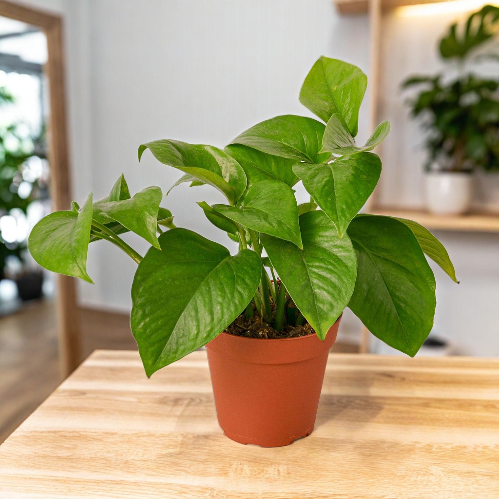 Pothos 'Green Queen'
