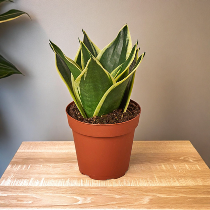 Snake Plant Black Gold