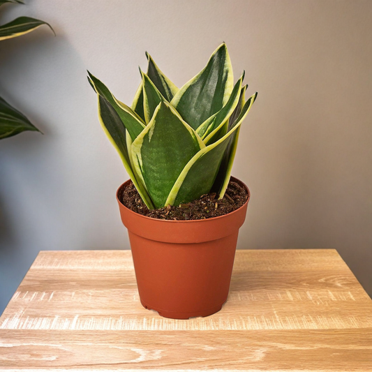 Snake Plant Black Gold