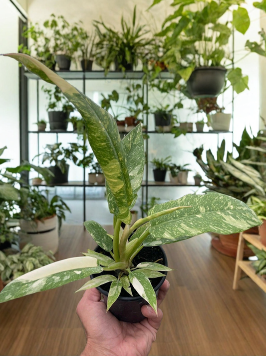 Philodendron Ring of Fire Variegated