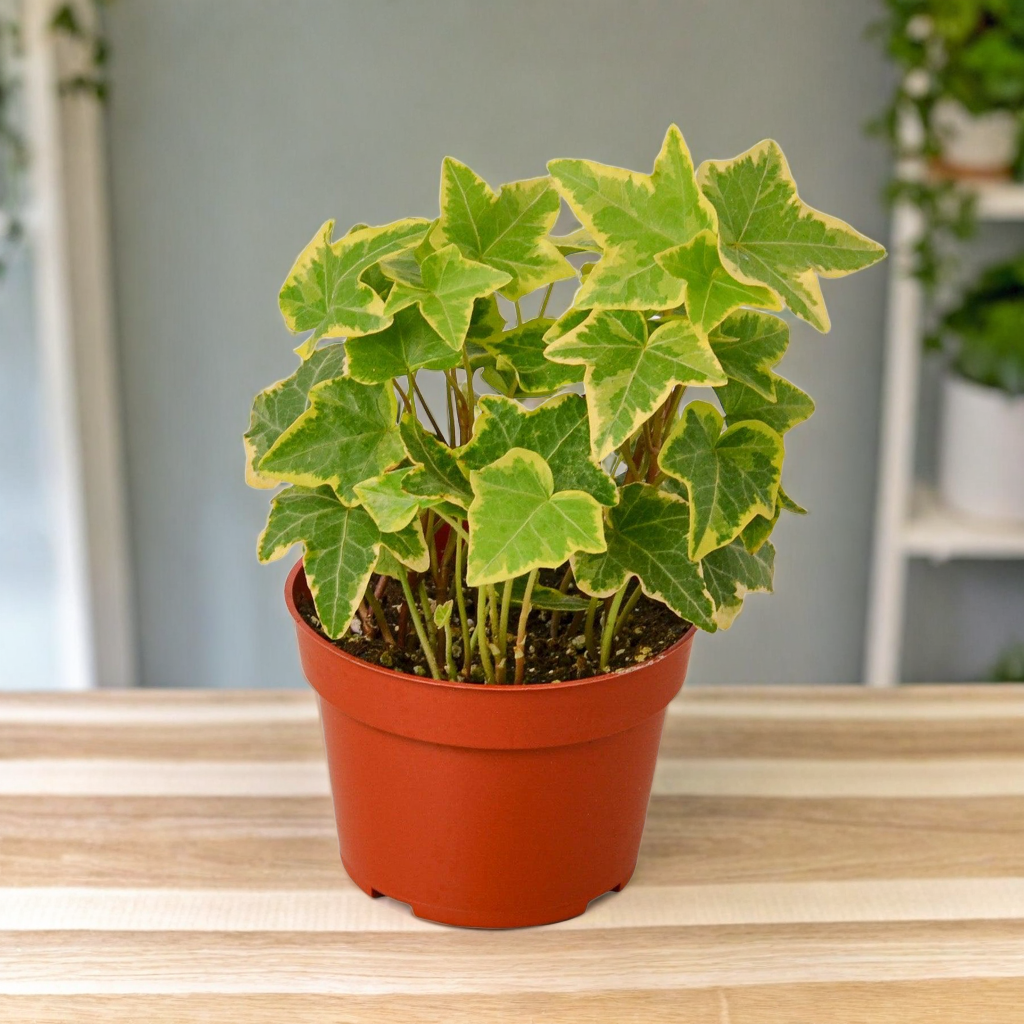 English Ivy Gold Child